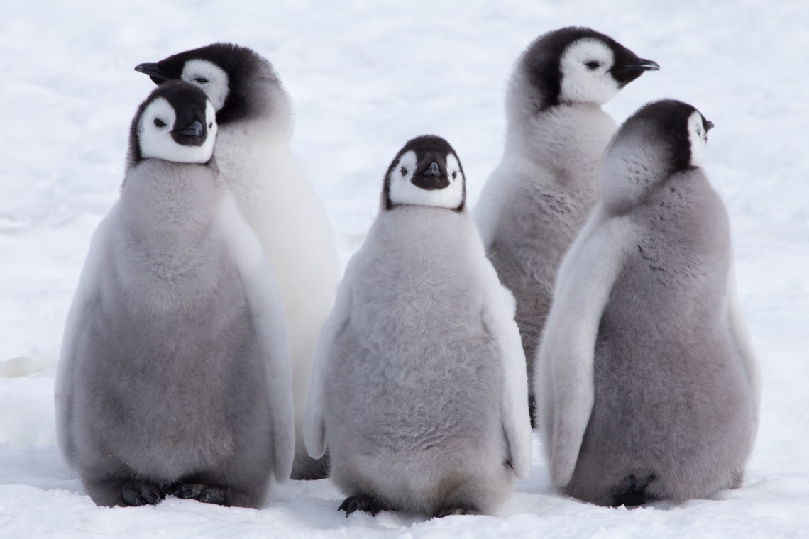 Group of Emperor penguin chicks